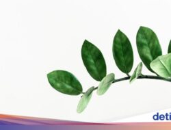 Bagaimana Cara Tumbuhan Bernapas? Ilmuwan Kini Bisa Lihat Secara Langsung