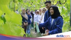 Inovatif, Mahasiswa ITS Ciptakan Pestisida Anti Air