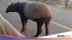 Disembelih Ke Lampung, Mengapa Tapir Masuk Permukiman Warga?