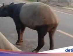 Disembelih Ke Lampung, Mengapa Tapir Masuk Permukiman Warga?