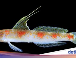 BRIN Umumkan Spesies Terbaru Ikan Gobi Udang Di Banyuwangi, Kembarannya Di Jepang