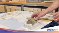 Dinosaurus Pertama Di Antartika Berhasil Diungkap, Seperti Apa?