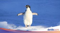 Ahli Teliti Kotoran Penguin Bersama Luar Angkasa Pada 30 Tahun, Ada Temuan ‘Aneh’