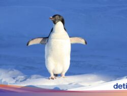 Ahli Teliti Kotoran Penguin Bersama Luar Angkasa Pada 30 Tahun, Ada Temuan ‘Aneh’