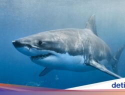 Perkenalkan Bob, Si Hiu Pengumpul Data yang Bisa Bantu Prediksi Badai