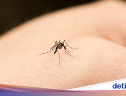 Kenapa Nyamuk Lebih Banyak Di Kemarau? Ternyata Sebab Ini