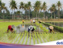 Australia Ingin Belajar Agrikultur Di Indonesia, Pihak Unimelb Bilang Begini