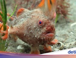 Penduduk Dunia Ikan Merah Di ‘Tangan’ Makin Kritis, Diperkirakan Sisa 250 Ekor