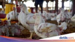 Setelahnya Setengah Abad, Kok Bisa Ukuran Ayam Membesar Beberapa Kali Lipat?