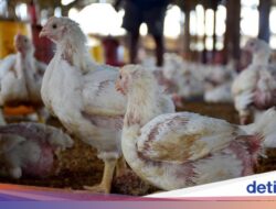 Setelahnya Setengah Abad, Kok Bisa Ukuran Ayam Membesar Beberapa Kali Lipat?