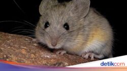 Tikus Kecil Ini Hidup Ke Ketinggian Hampir 7 Km, Ototnya Bak Olahragawan Maraton