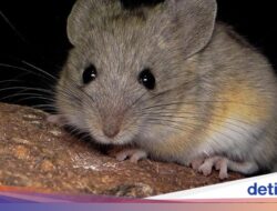Tikus Kecil Ini Hidup Ke Ketinggian Hampir 7 Km, Ototnya Bak Olahragawan Maraton
