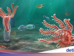 Fosil Bintang Laut Berumur 518 Juta Tahun Ditemukan Hingga Negeri Ini, Seperti Apa?