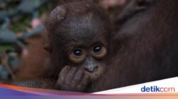 Orang Utan Kalimantan Tersisa 104.700 Ekor, Karhutla Buat Penduduk Dunia Makin Kritis