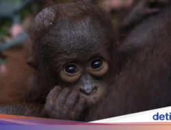 Orang Utan Kalimantan Tersisa 104.700 Ekor, Karhutla Buat Penduduk Dunia Makin Kritis