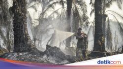 Tanah Gambut Susah Padam Sebab Terbakar Di Di, BRIN Kembangkan Sistem Ini