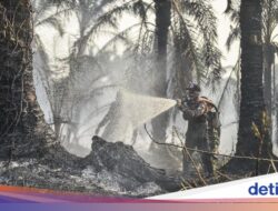 Tanah Gambut Susah Padam Sebab Terbakar Di Di, BRIN Kembangkan Sistem Ini