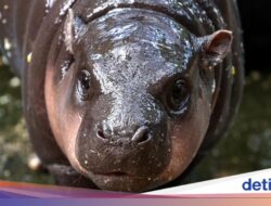 Mengapa Keringat Kuda Nil Berwarna Merah? Ini Jawabannya
