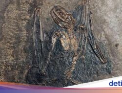 Asal-usul Kelelawar 65 Juta Tahun yang Lalu, Benarkah Terbang Untuk Eropa?