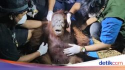57.000 Orang Utan Terdampak Karhutla, Banyak Satwa Mati Tak Tercatat
