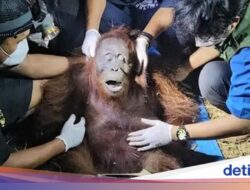 57.000 Orang Utan Terdampak Karhutla, Banyak Satwa Mati Tak Tercatat