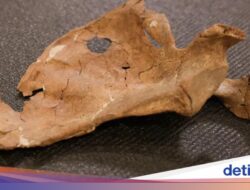Ternyata Manusia Purba Sudah Merasakan Tindak Kekerasan Fisik, Arkeolog Temukan Buktinya